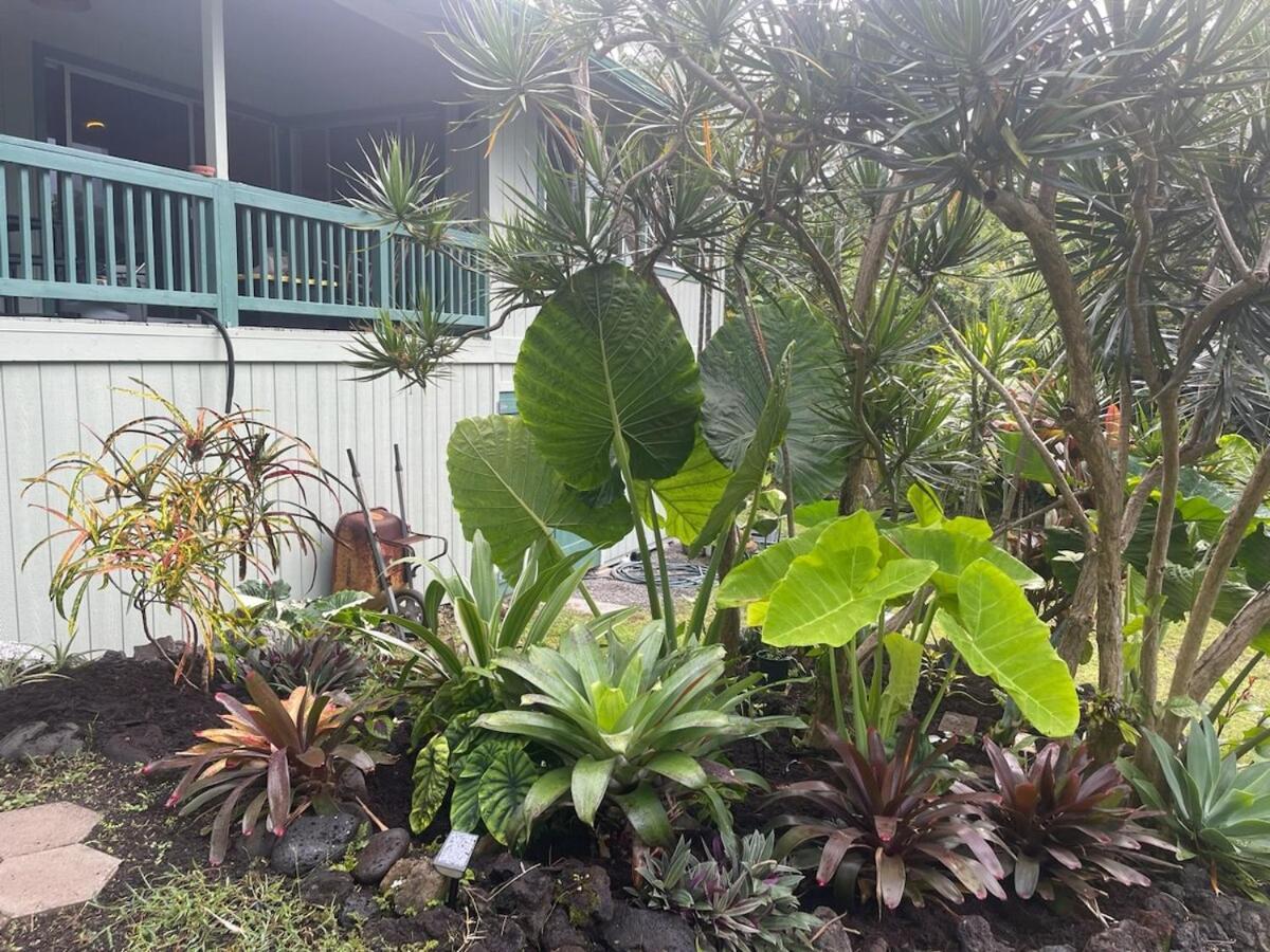 Seaside House And Aloha Bungalow Pahoa Eksteriør billede